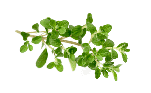 MARJORAM