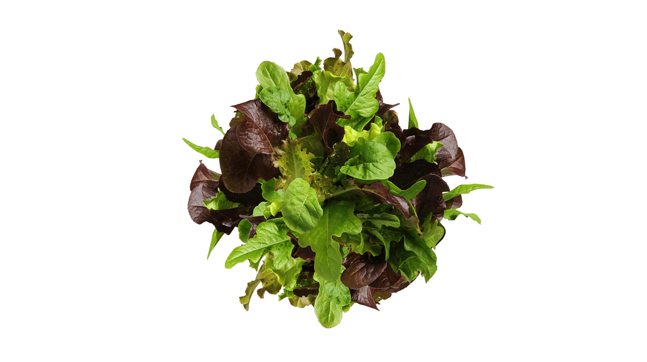 SIMPLY SALAD CITY GARDEN