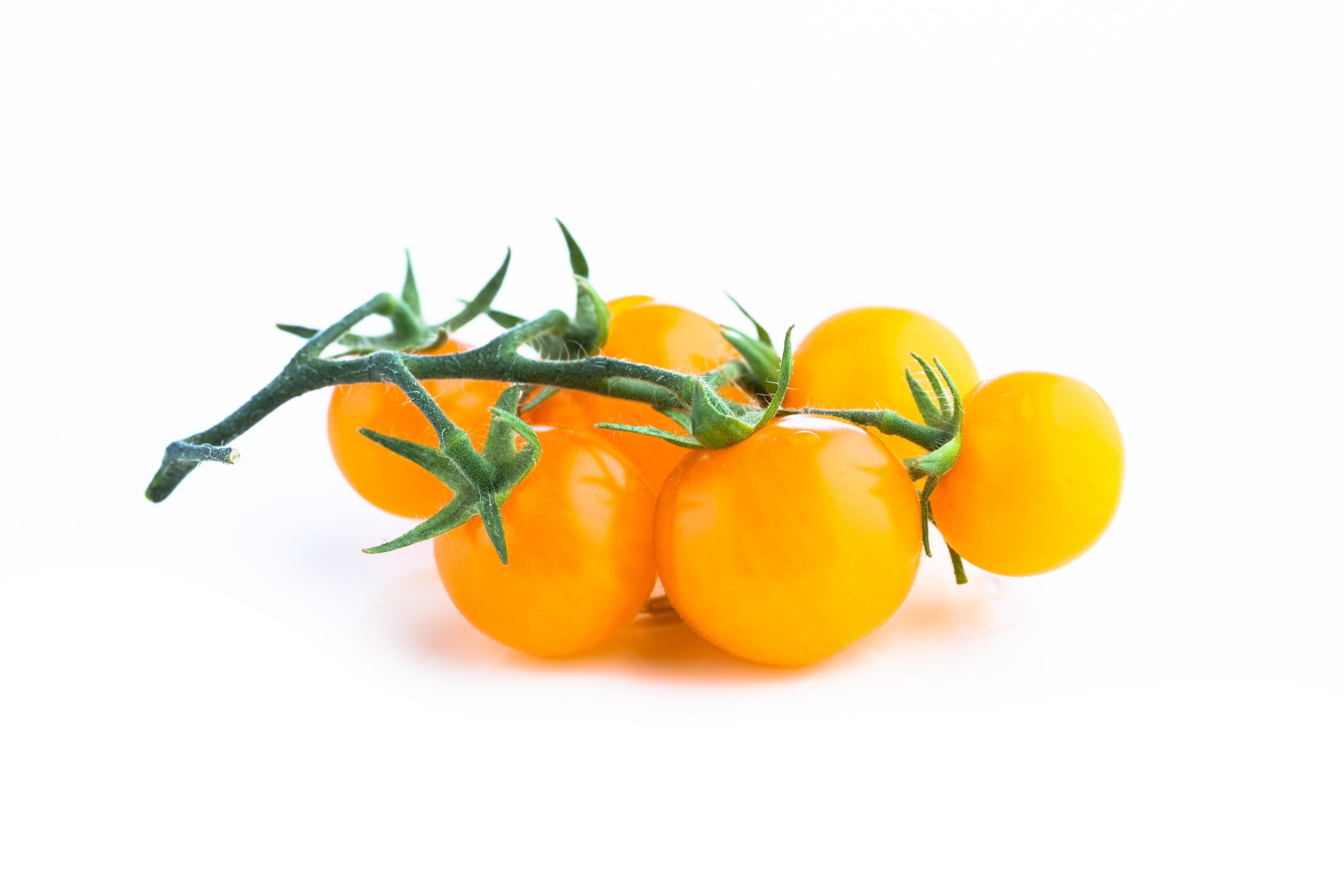 SWEET AND NEAT TOMATO YELLOW