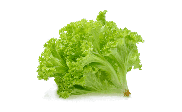 Feuille de chêne