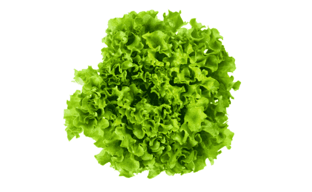 Laitue Green Crisp