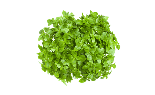 Basilic à petites feuilles