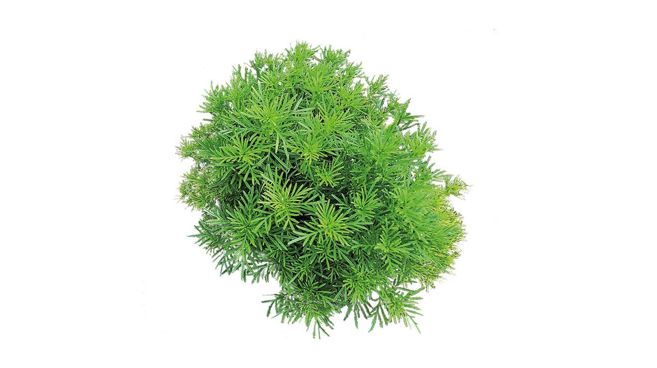 TAGETES DROPSHOT