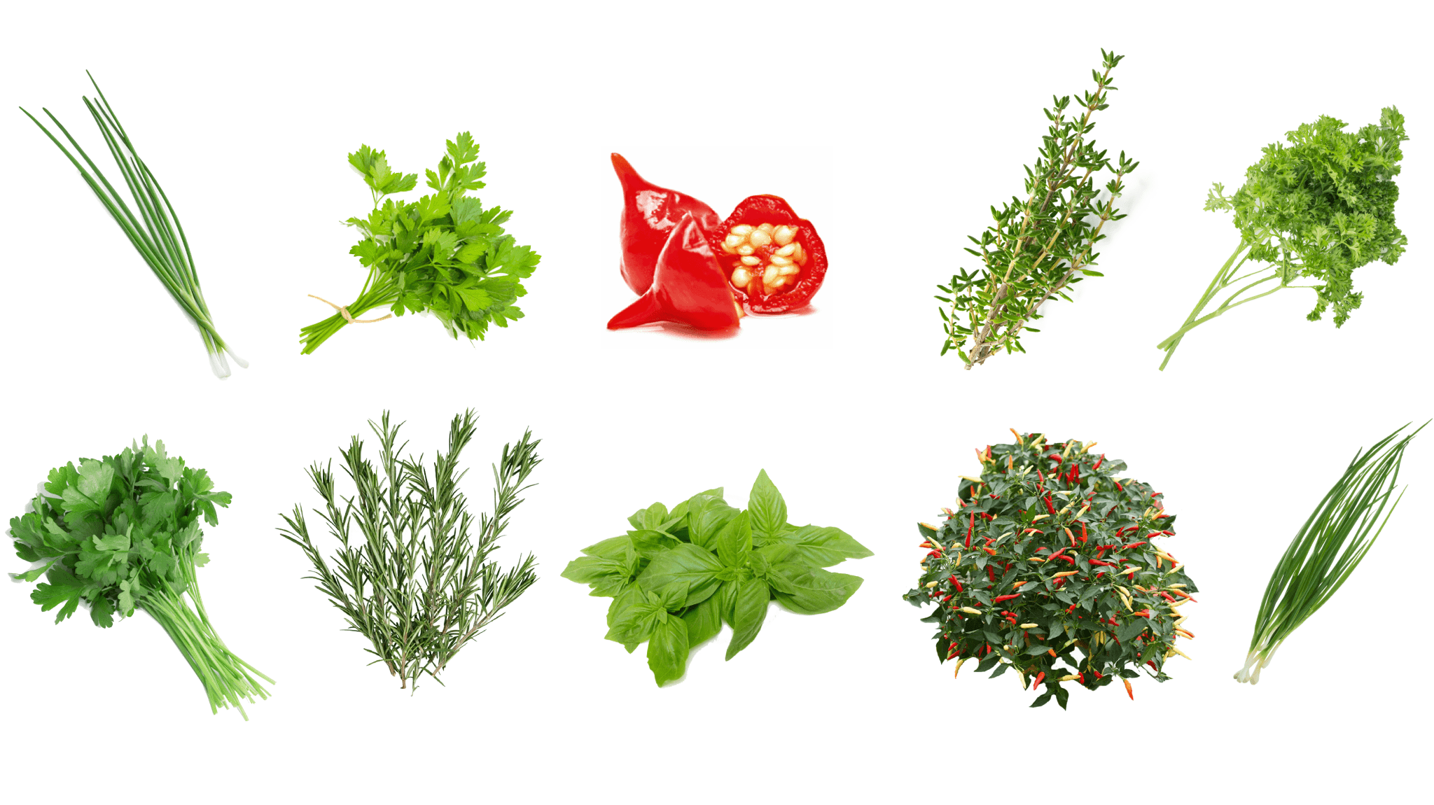 HERB BUNDLE