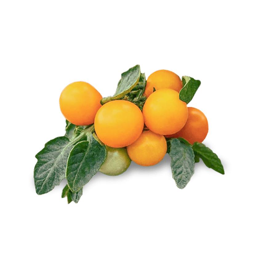 TOMATO ORANGE HAT