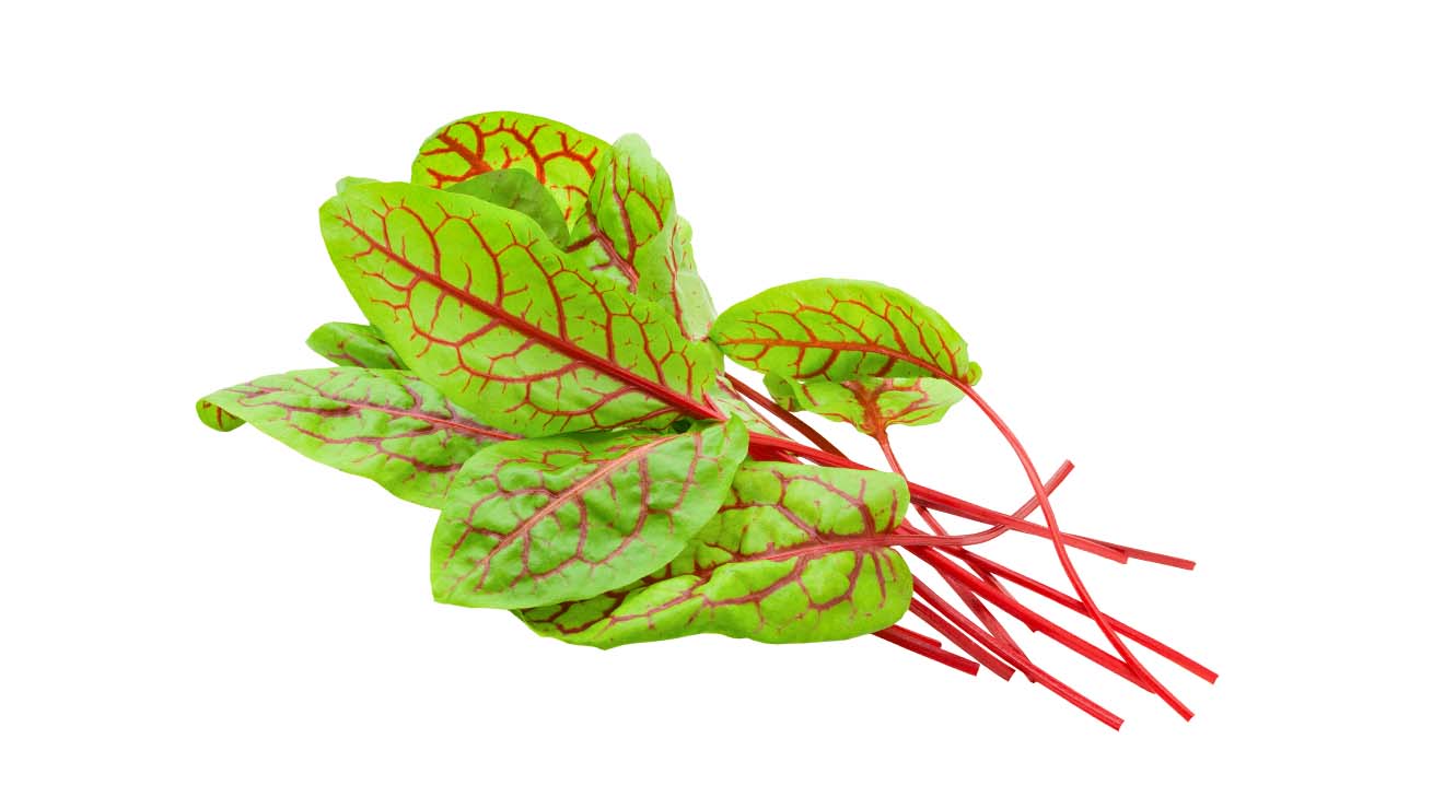 SORREL RED VEINED