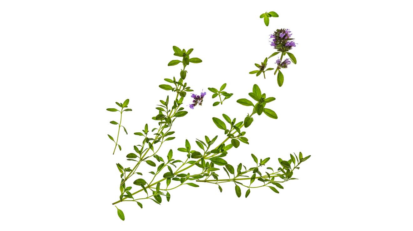 THYM SERPOLET