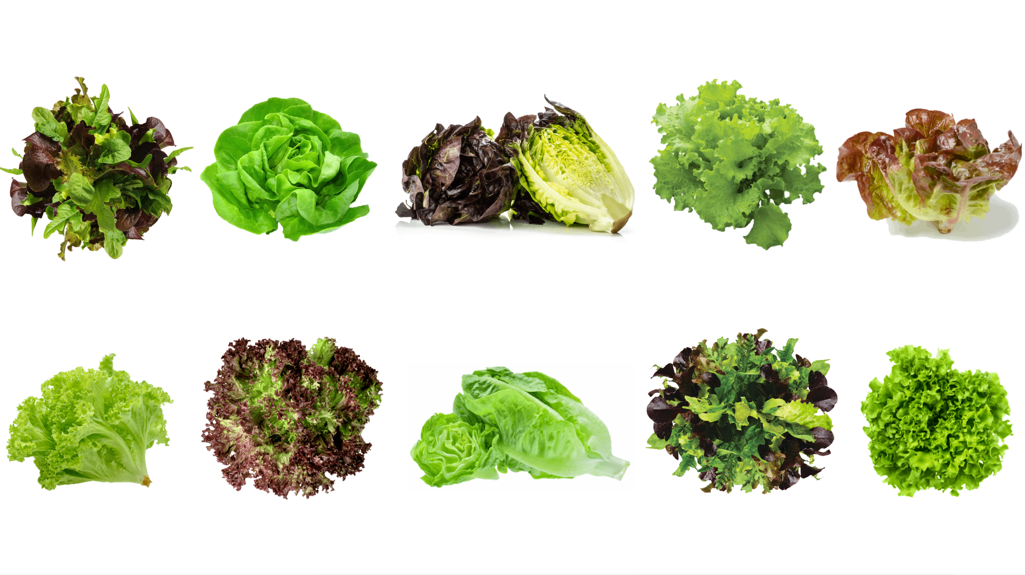 LETTUCE BUNDLE