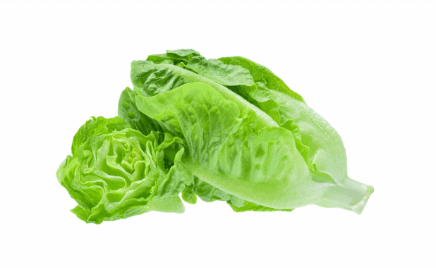 XALBADORA MINI ROMAINE